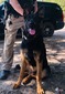 Police Dog (Zeus)