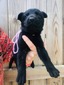 PINK "BABY"