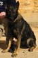 CHARISMA DE CANIS FEROX