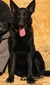 ATILA VOM SPITZENHUND (ZOEY)
