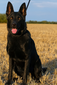 ATILA VOM SPITZENHUND (ZOEY)